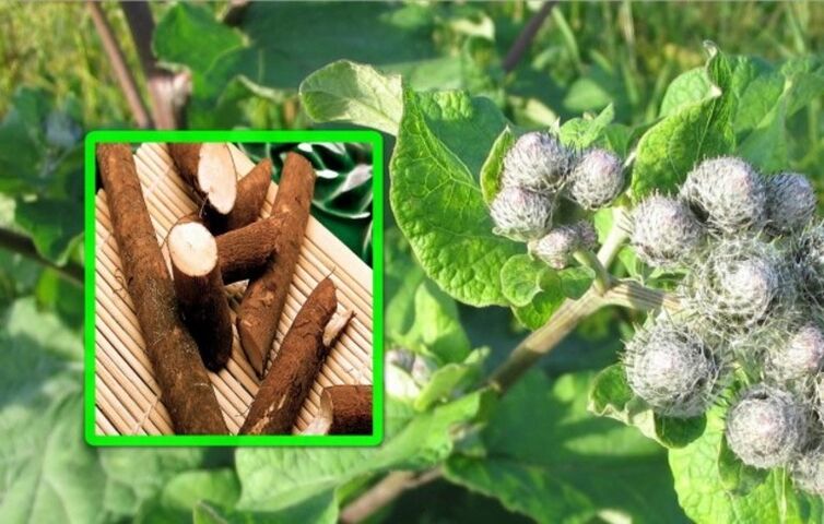 La bardana è molto apprezzata nel trattamento dell'artrosi dell'articolazione del ginocchio utilizzando rimedi popolari. 